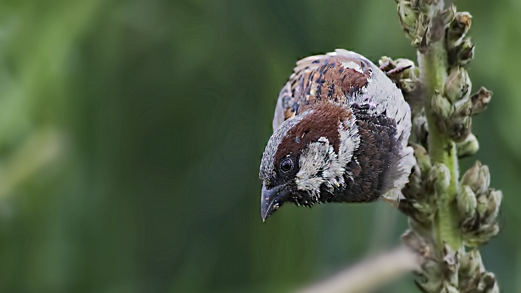 Eurasian Tree Sparrow